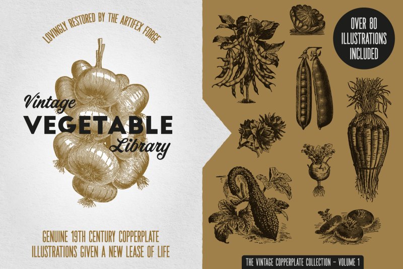 A vintage vegetable illustration library for Affinity Designer.